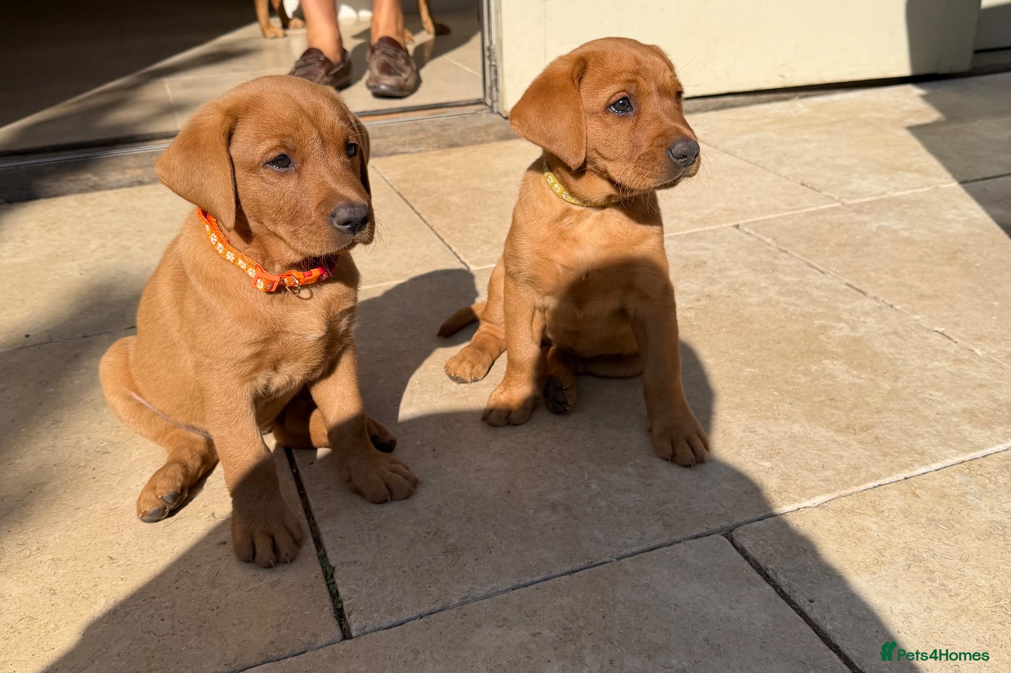 Labrador Retriever dogs KC Registered Fox Red Labrador Puppies - Advert 1