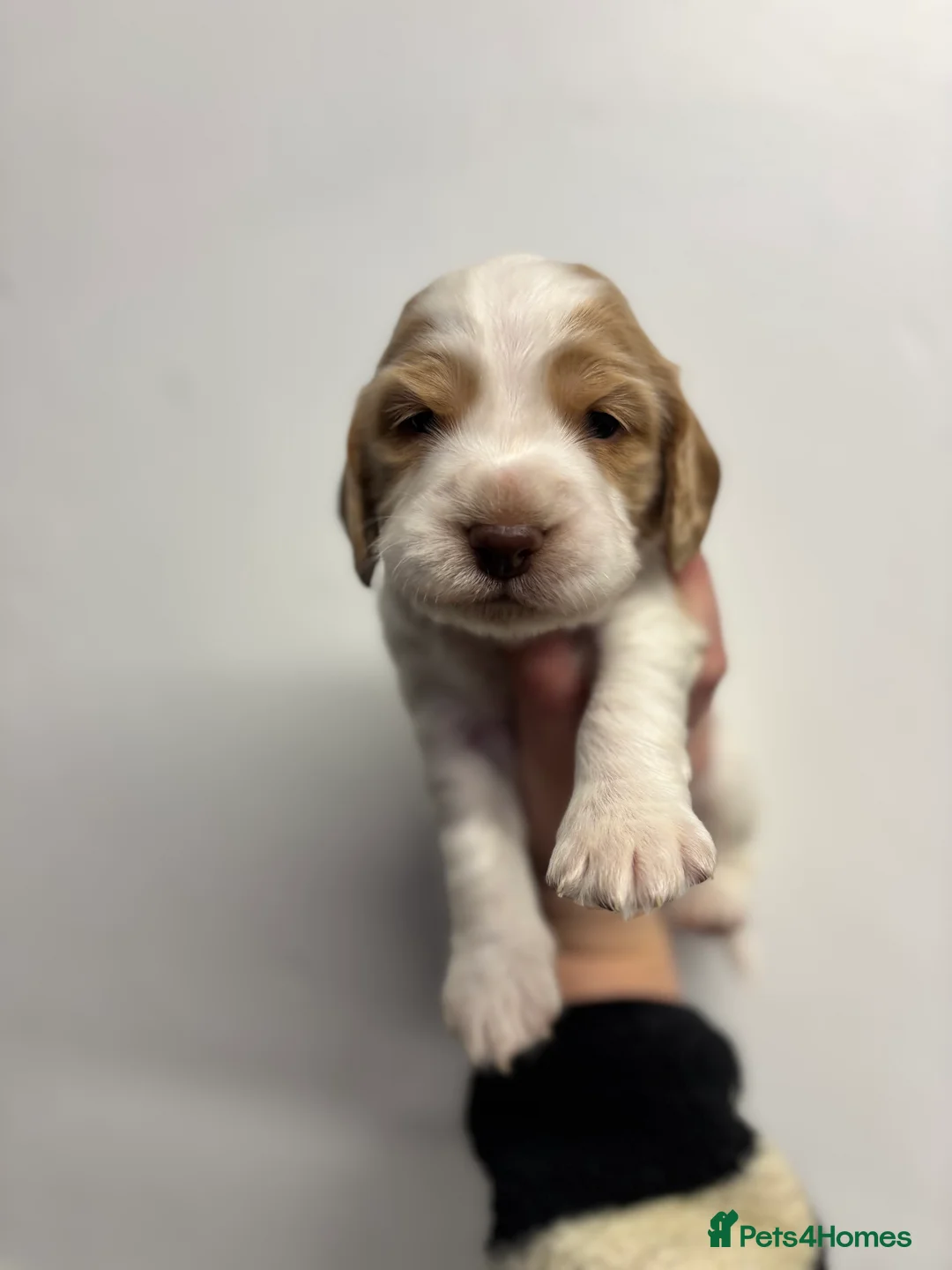 Cocker Spaniel dogs for sale: ✨ Cocker Spaniel Puppies ✨ - Advert 20