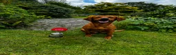 Labrador Retriever dogs for sale: KC, fully health tested fox red Labrador pups  - Advert 9