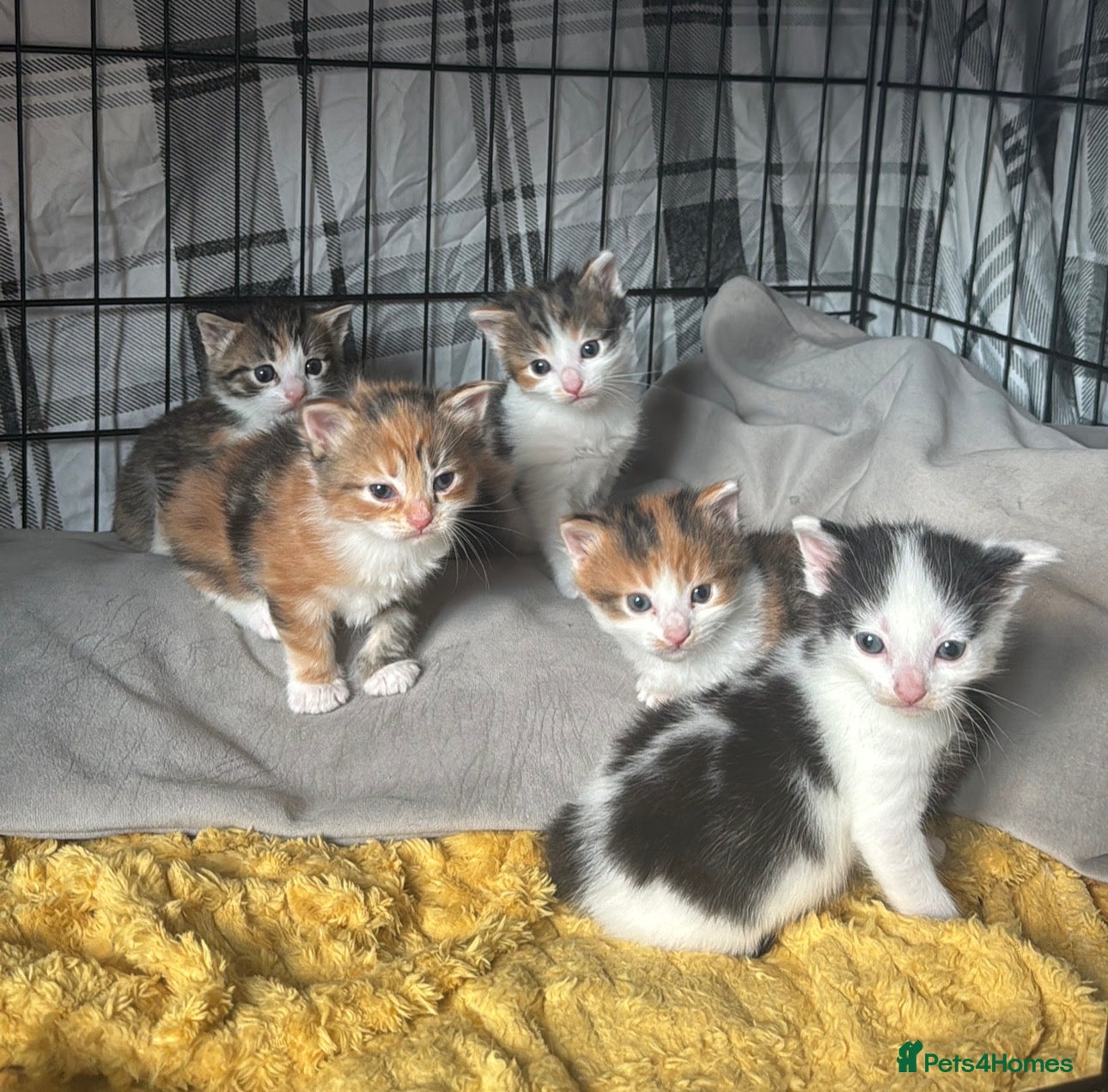 Mixed Breed cats Beautiful Tortoiseshell & Black & White Kittens - Advert 9