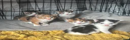 Mixed Breed cats for sale: Beautiful Tortoiseshell & Black & White Kittens - Advert 1
