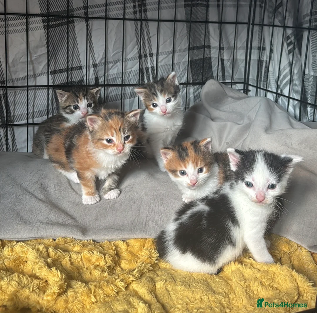 Mixed Breed cats for sale: Beautiful Tortoiseshell & Black & White Kittens - Advert 1