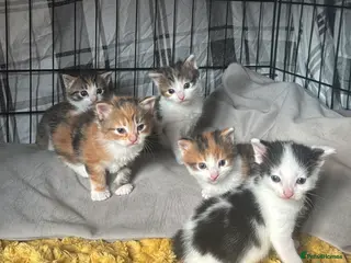 Mixed Breed cats Beautiful Tortoiseshell & Black & White Kittens - Advert 1