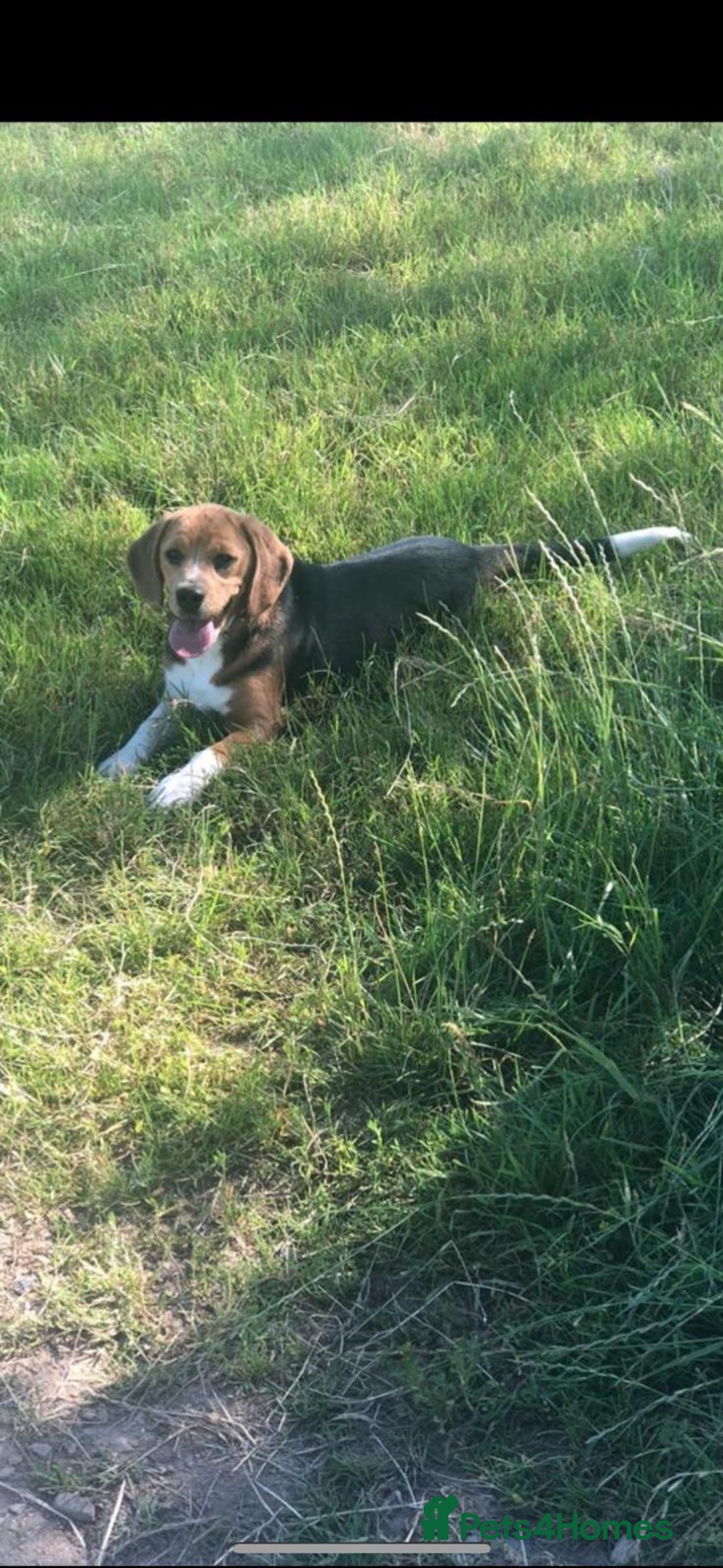 Beagle dogs for sale: Beautiful KC Beagle pups  - Image 5