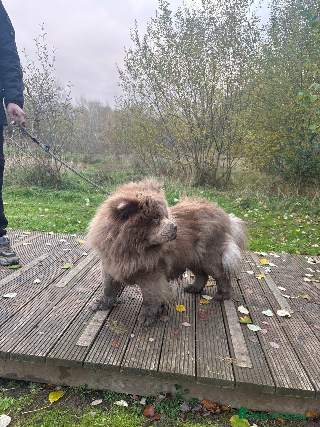 Chow Chow dogs for sale: CHUNKY FEMALE CHOW KARMA - Advert 7