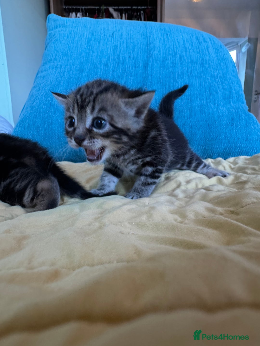 Bengal cats for sale: 3/4 bengal 1/4BSH - Advert 22