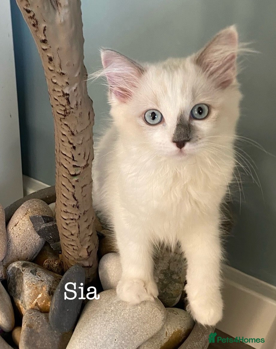 Ragdoll cats TICA REGISTERED PUREBRED RAGDOLL KITTENS AVAILABLE - Advert 1