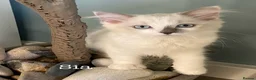 Ragdoll cats for sale:  (1 boy left) TICA REGISTERED, PUREBRED RAGDOLLS - Advert 2
