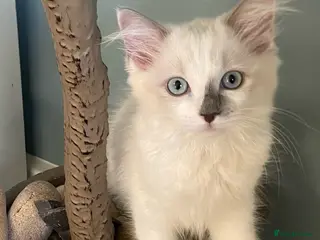 Ragdoll cats TICA REGISTERED PUREBRED RAGDOLL KITTENS AVAILABLE - Advert 1