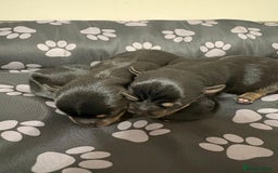 Yorkshire Terrier dogs for sale: Yorkshire Terrier Puppies  - Advert 28