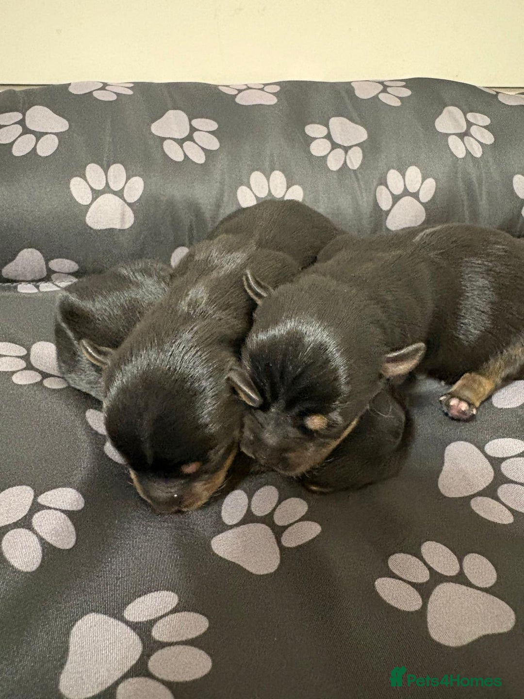 Yorkshire Terrier dogs for sale: Yorkshire Terrier Puppies  - Advert 28