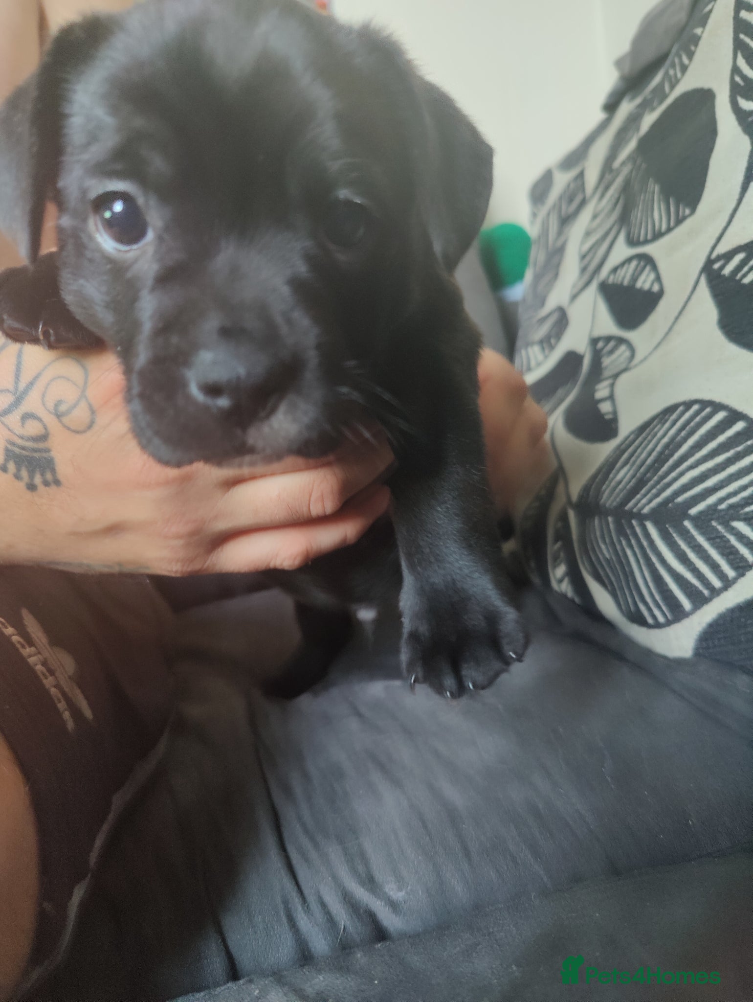 Mixed Breed dogs 3 beautiful boys Frenchie x Staffy x Shih Tzu  - Advert 18