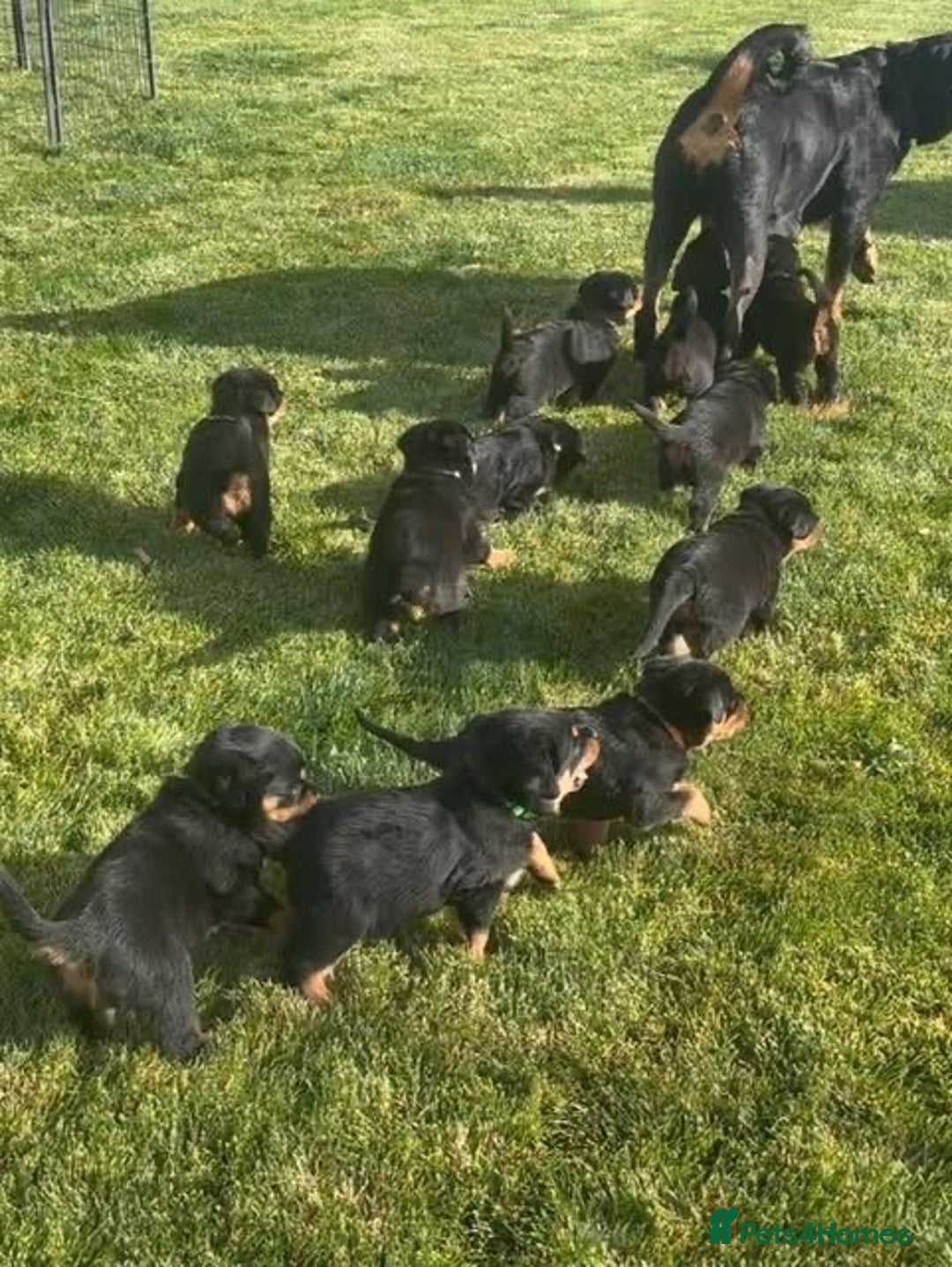 Rottweiler dogs for sale: Gentle & Loyal Rottweiler Ready for a Loving Home - Advert 3