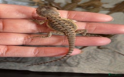 Bearded Dragon reptiles for sale: Baby bearded dragons hypo, trans, leatherback  - Image 3