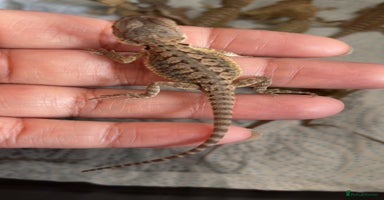 Bearded Dragon reptiles - Advert 2