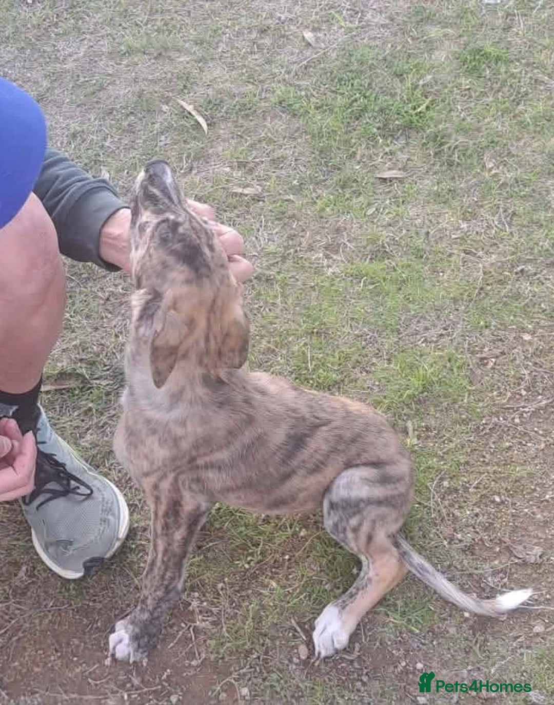 Mixed Breed dogs for adoption: Taz needs a loving home  - Advert 19