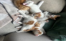 Turkish Van cats for sale: 5 beautiful kittens looking for families  - Image 13