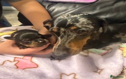 Mixed Breed dogs for sale: miniature dachshunds  - Image 11