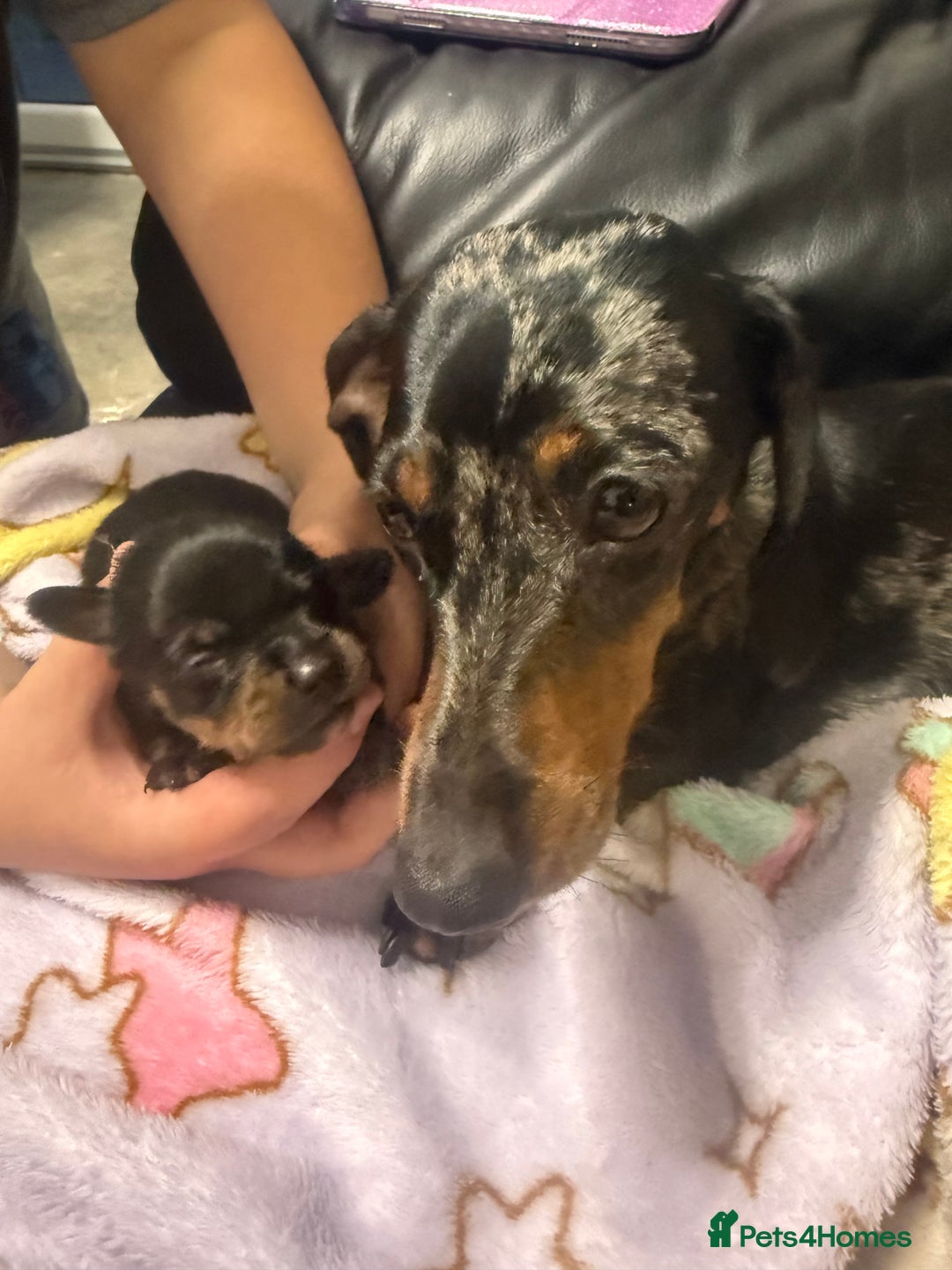 Mixed Breed dogs for sale: miniature dachshunds  - Image 11