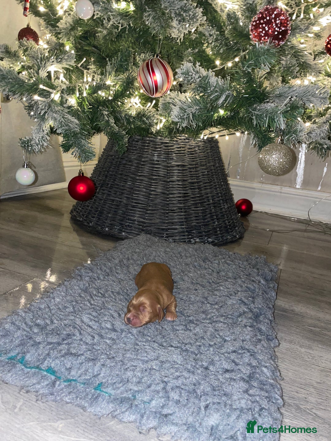 Cockapoo dogs for sale: F1 Cockapoo Puppies  - Advert 15