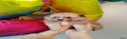 Pomeranian dogs for sale: Gorgeous and Fluffy Pomeranian puppies for SALE - Advert 1
