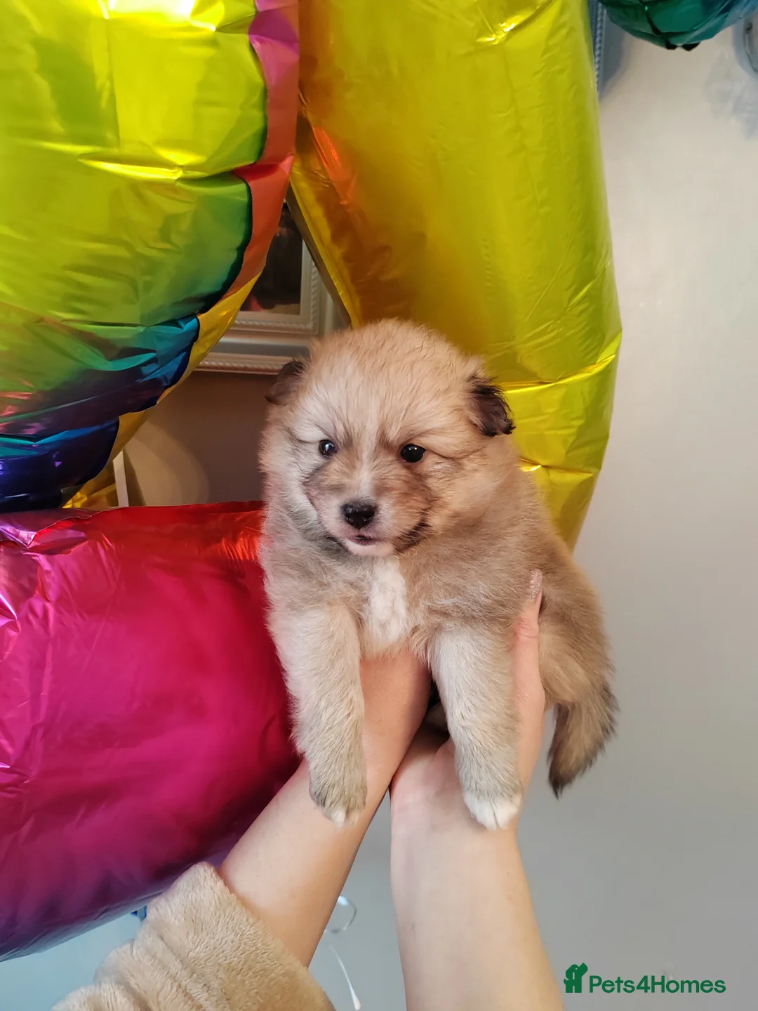 Pomeranian dogs for sale: Gorgeous and Fluffy Pomeranian puppies for SALE - Advert 1