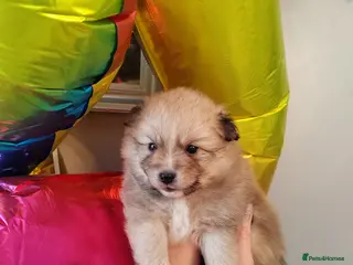 Pomeranian dogs Gorgeous and Fluffy Pomeranian puppies for SALE - Advert 17