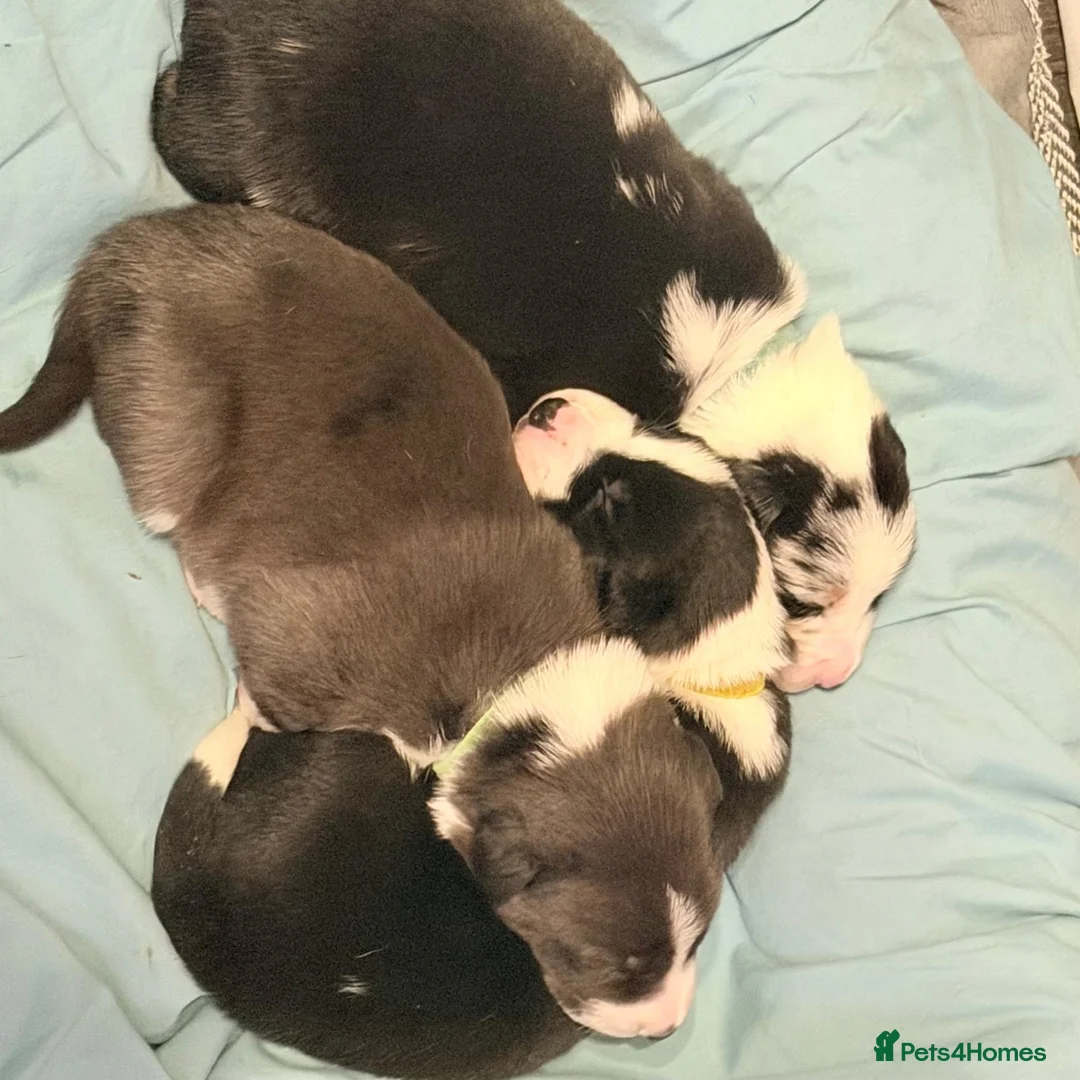 Border Collie dogs for sale: 3 beautiful border collie puppies  in Rochdale - Advert 21