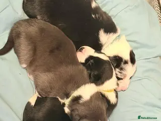 Border Collie dogs 3 beautiful border collie puppies - Advert 9