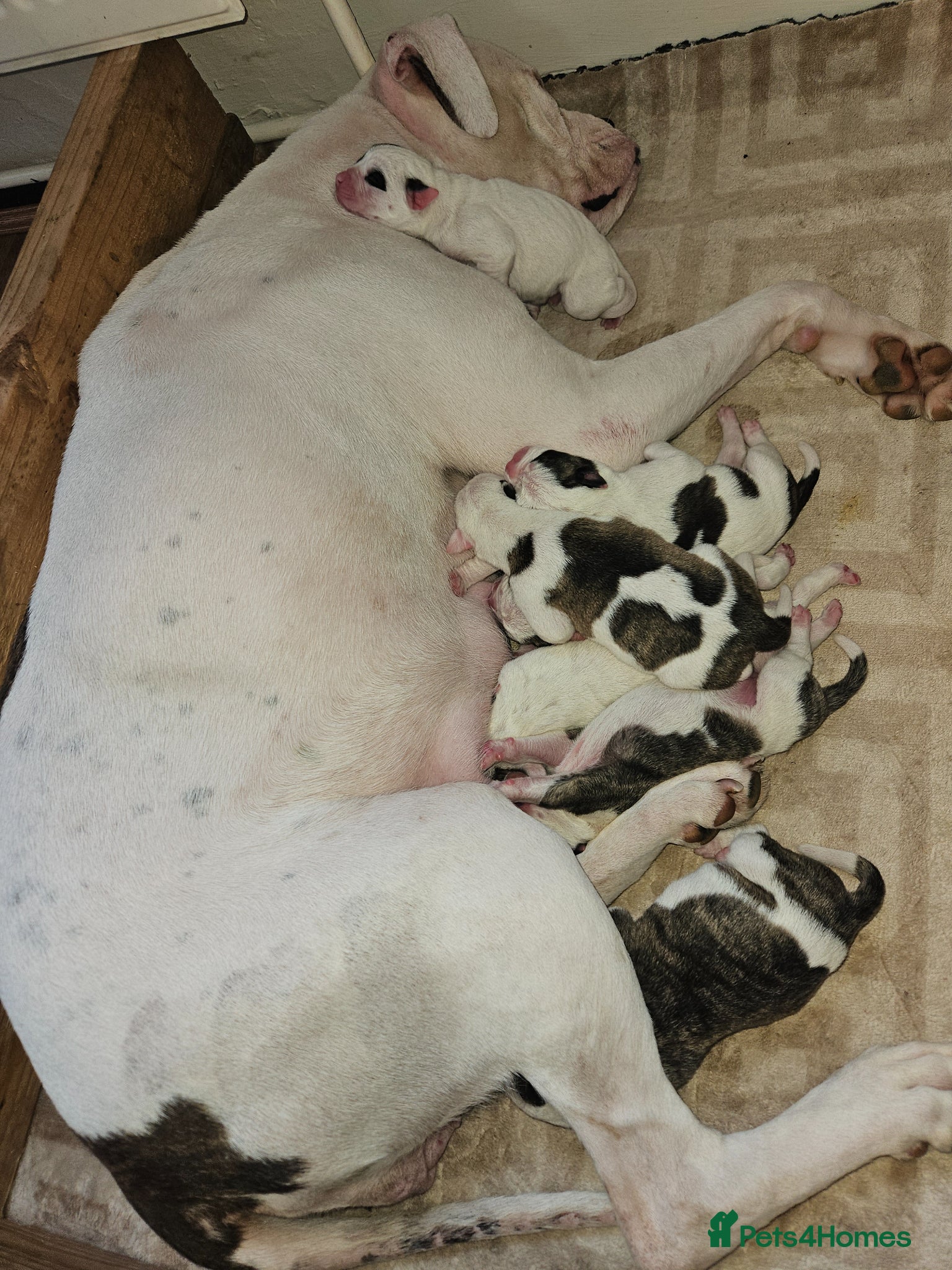 American Bulldog dogs for sale: American bulldog puppies  in Walsall - Advert 7