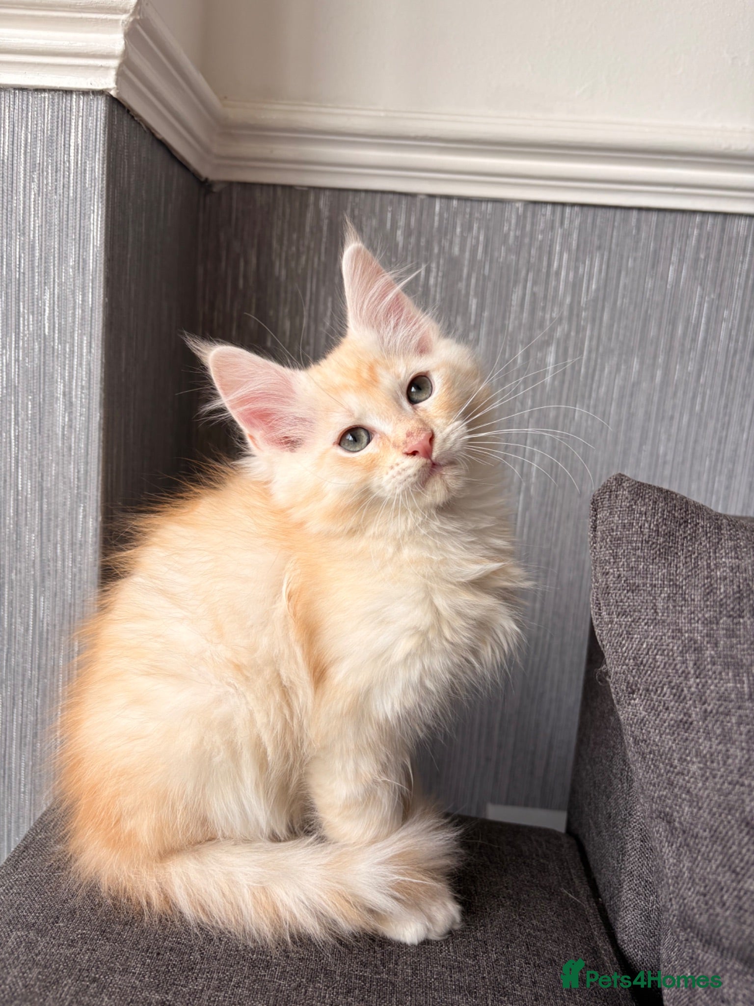 Maine Coon cats Sweet teddy bears. 🧸 🐈‍⬛ - Advert 2