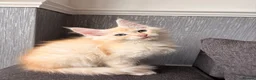 Maine Coon cats for sale: Sweet teddy bears. 🧸 🐈‍⬛ - Advert 3