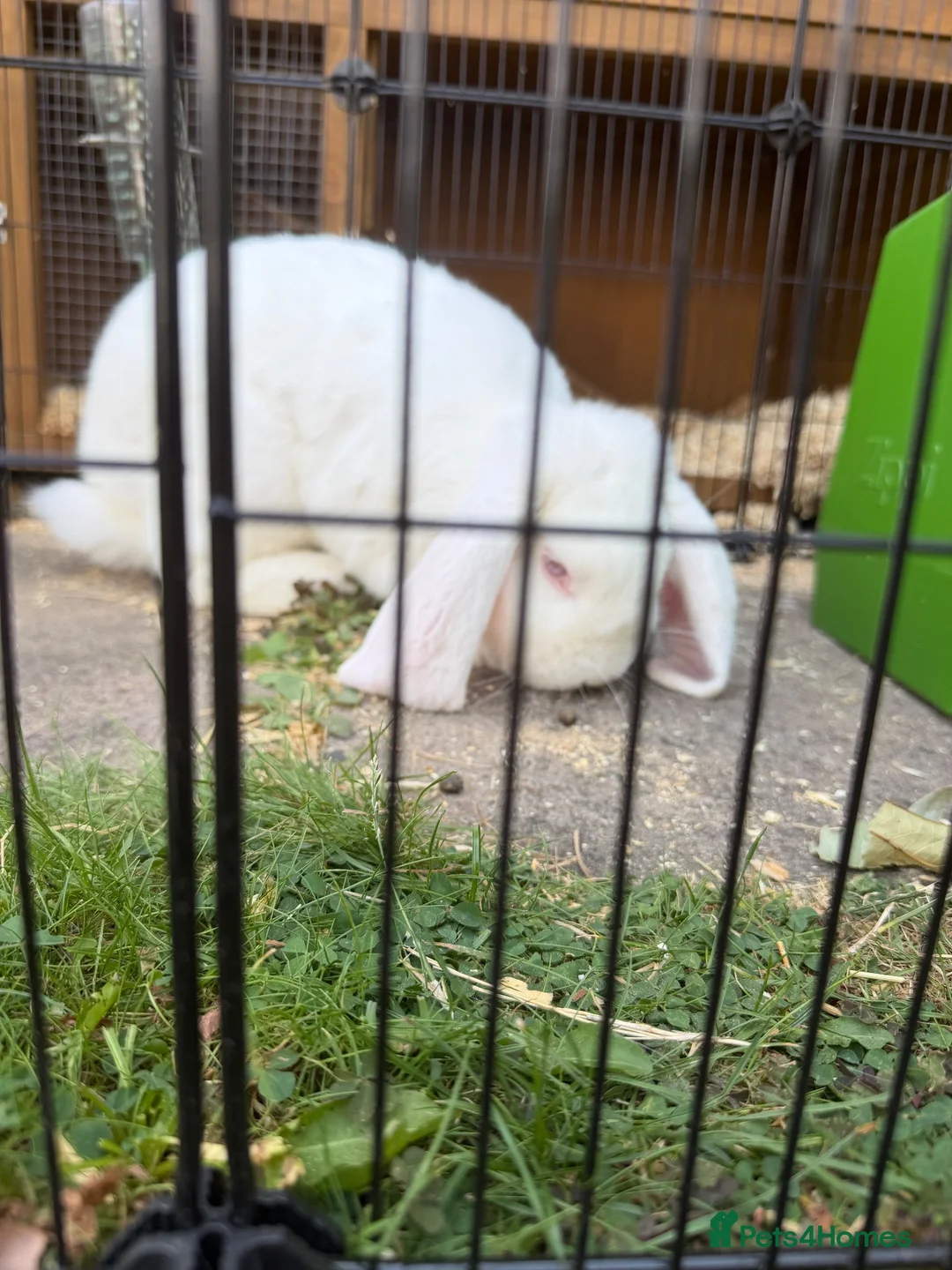 French Lop rabbits for sale: French lop male bugsy  - Advert 1