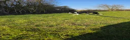 Border Collie dogs for sale: Looking for a Loving Forever Home - Advert 6