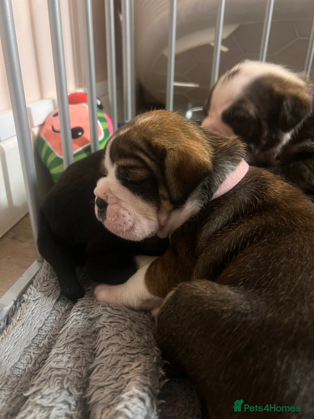 Old Tyme Bulldog dogs for sale: Old tyme bulldogs for sale - Image 3