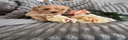 Maltipoo dogs for sale: Beautiful litter of red pups small cuteness❤️ - Advert 10
