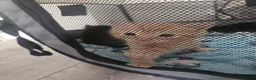 Mixed Breed cats for sale: Calico kittens for sale in Consett - Advert 7