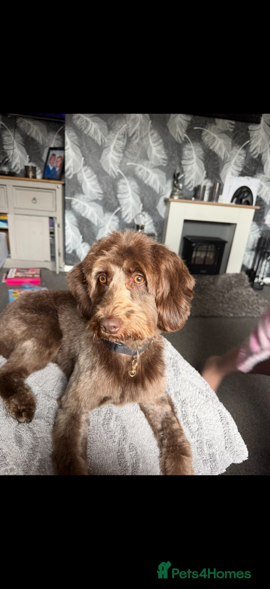 Cockapoo dogs 2 year old female cockapoo - Advert 14