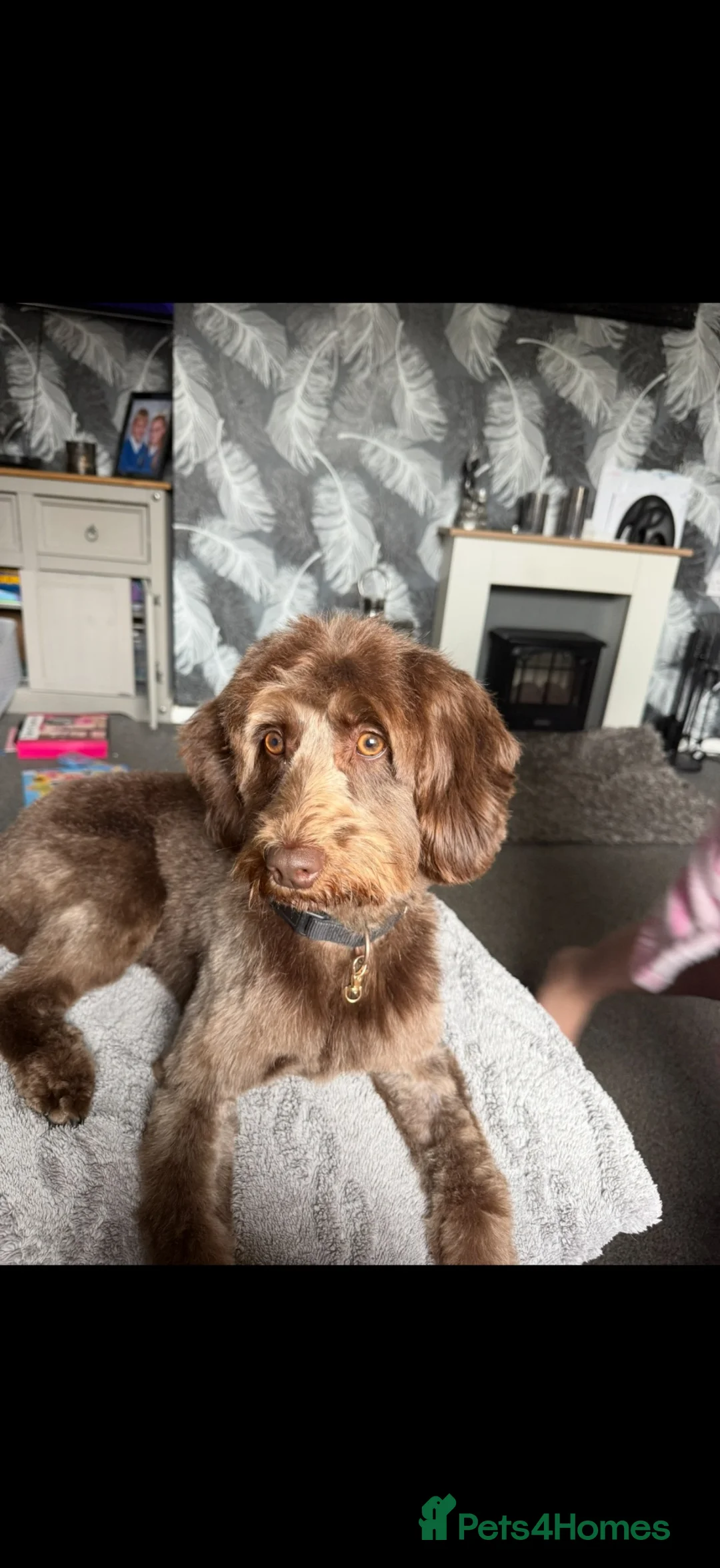 Cockapoo dogs for sale: 2 year old female cockapoo - Advert 1