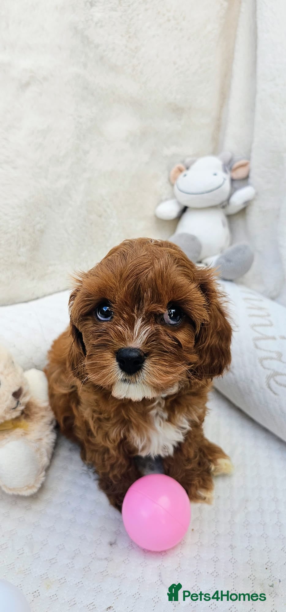 Cavapoo dogs Cavapoo puppies (toy)DNA CLEAR - Advert 2
