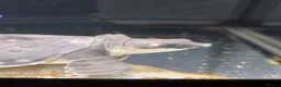 Turtle reptiles for sale: Fly river turtle and aquarium - Advert 2