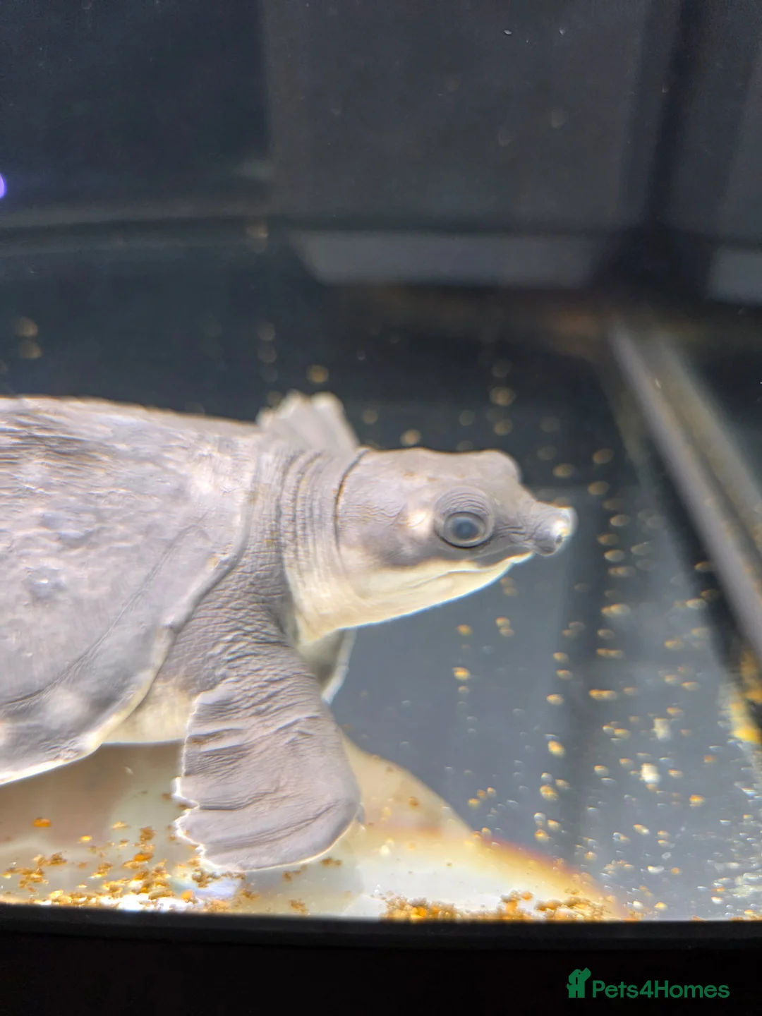 Turtle reptiles for sale: Fly river turtle and aquarium - Advert 2