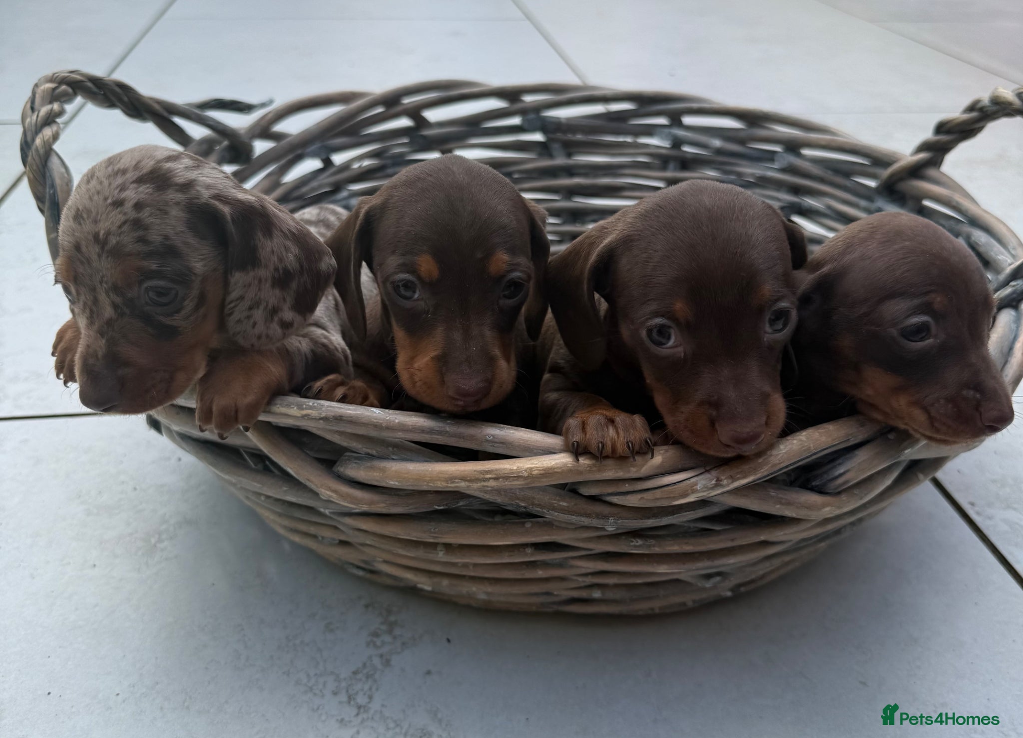 Miniature Dachshund dogs Miniature dachshund pups  - Advert 3