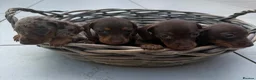 Miniature Dachshund dogs for sale: Miniature dachshund pups  - Advert 2