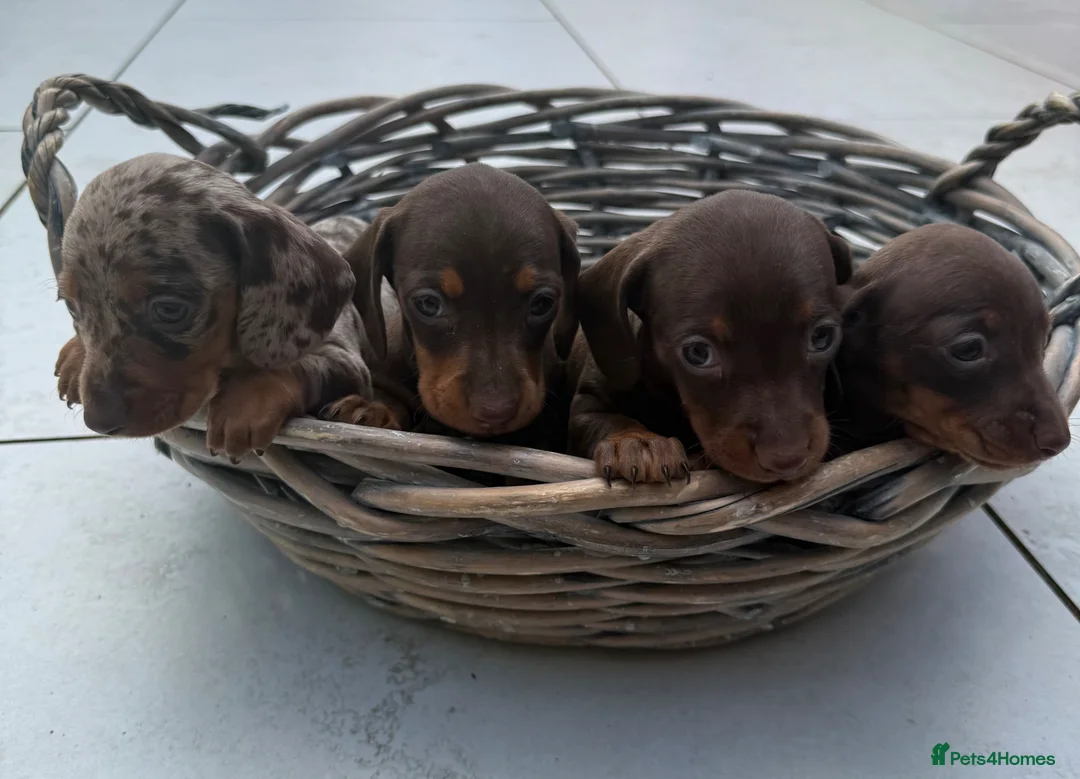 Miniature Dachshund dogs for sale: Miniature dachshund pups  - Advert 2