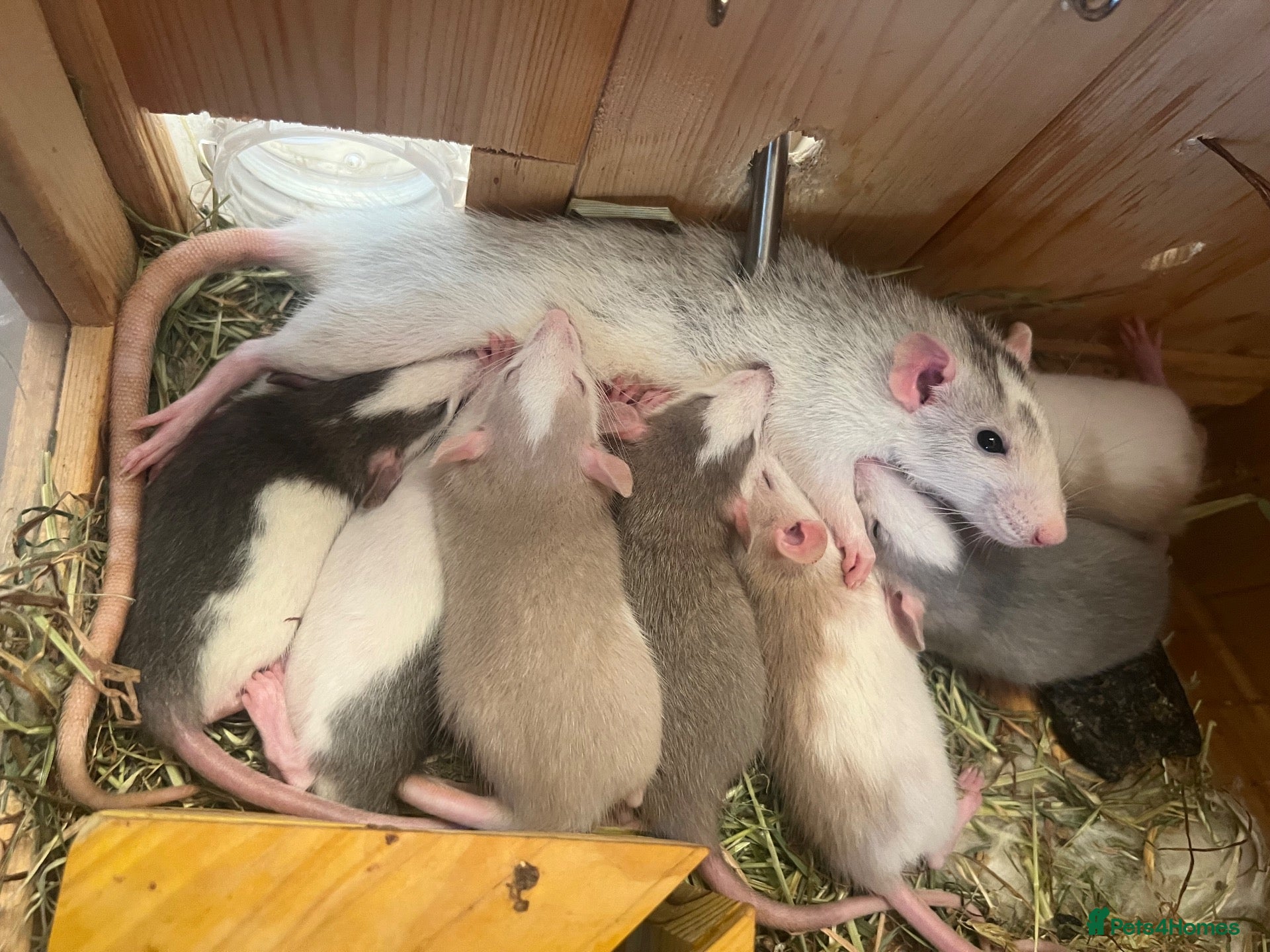 Rat rodents Baby dumbo rats  - Advert 1