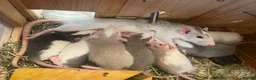 Rat rodents for sale: Baby dumbo rats  in Grantham - Advert 1