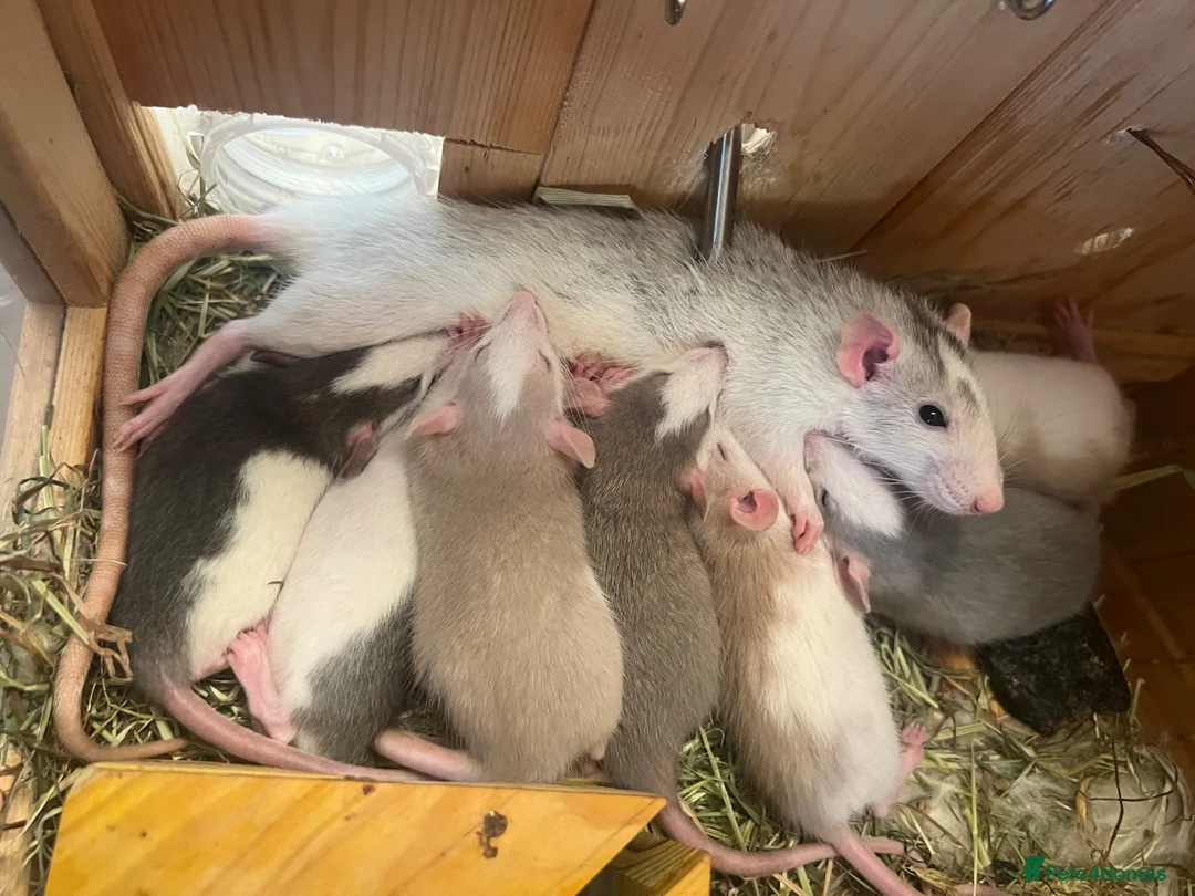 Rat rodents for sale: Baby dumbo rats  in Grantham - Advert 1