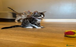Bengal cats for sale: Ava’s Finest Pure Bengals, THREE Kittens Left. . . in Northampton - Image 36