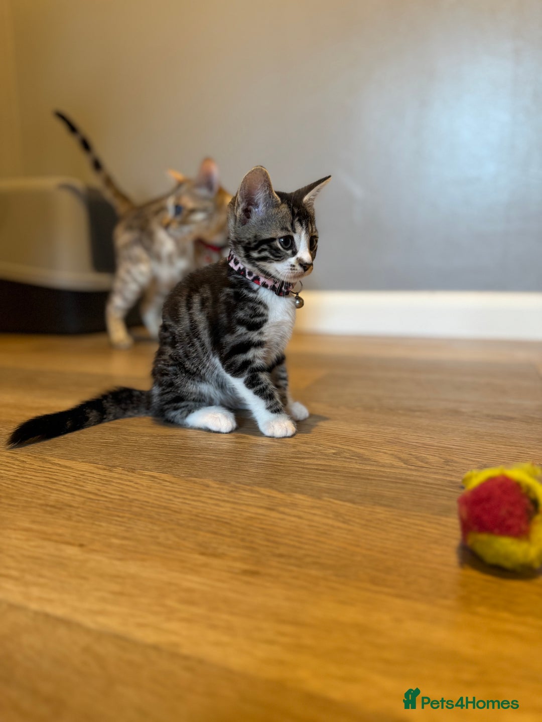 Bengal cats for sale: Ava’s Finest Pure Bengals, THREE Kittens Left. . . in Northampton - Image 36
